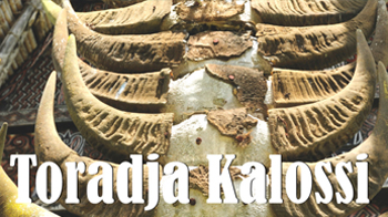 TORADJA KALOSSI